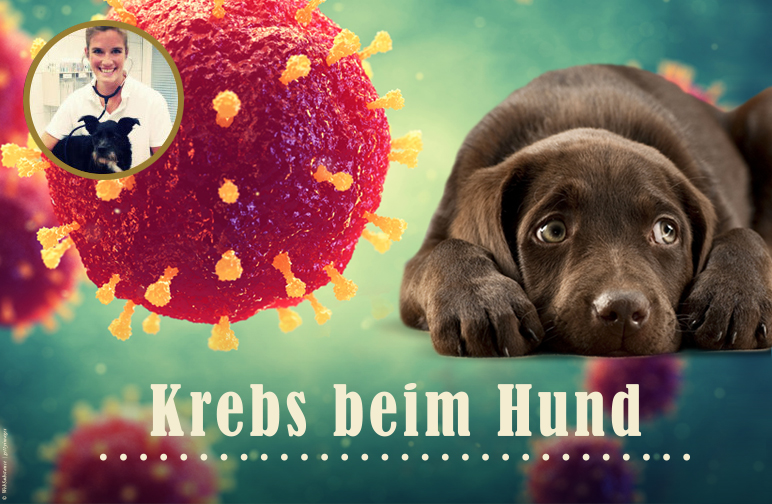 Krebs beim Hund